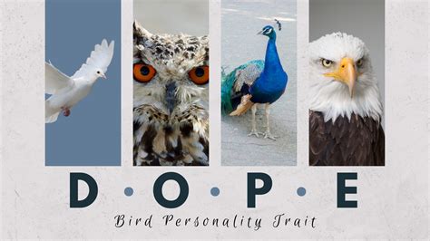 Free DOPE Bird Test: Discover Your Avian Personality.